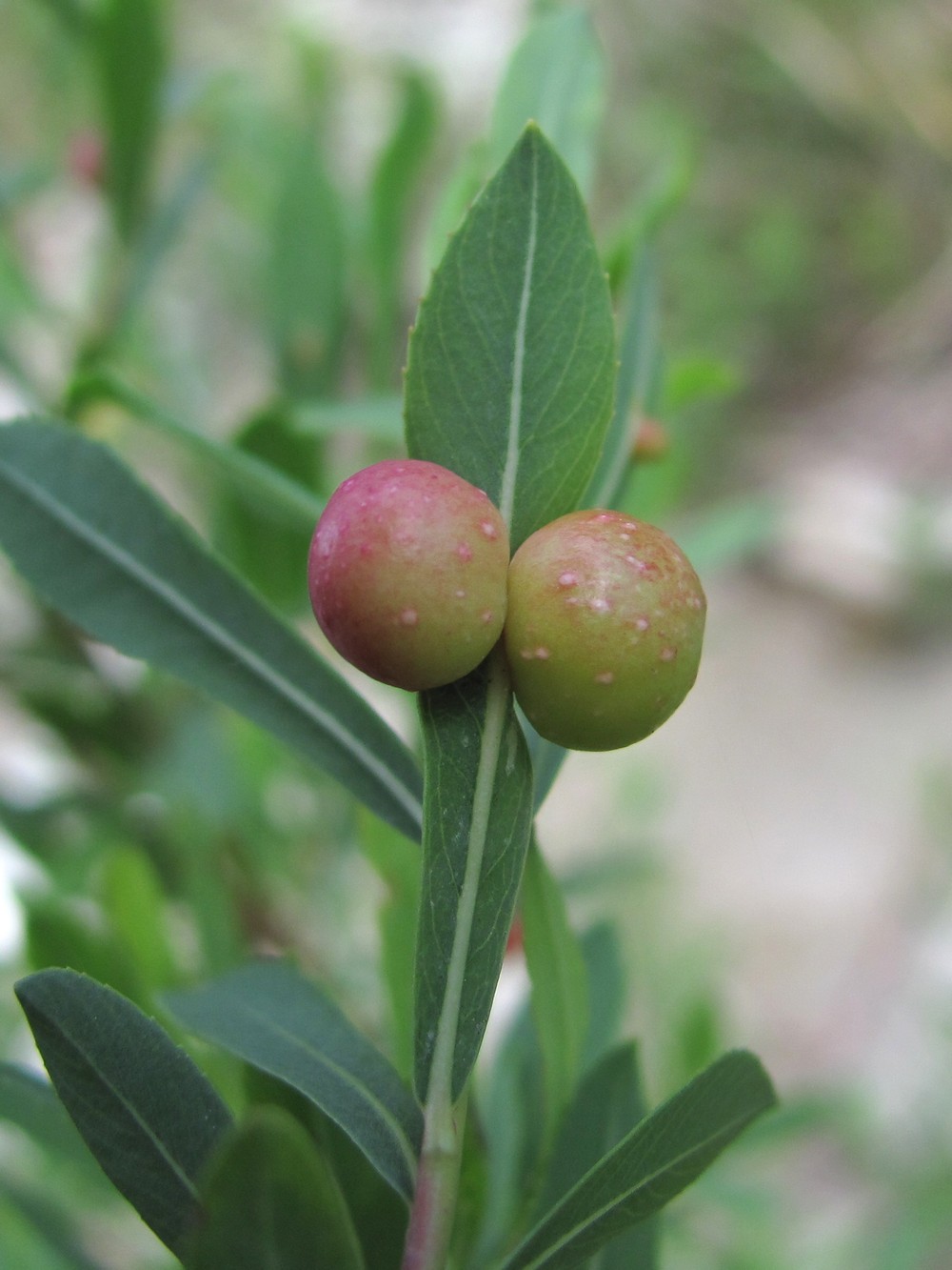 Image of Salix elbursensis specimen.