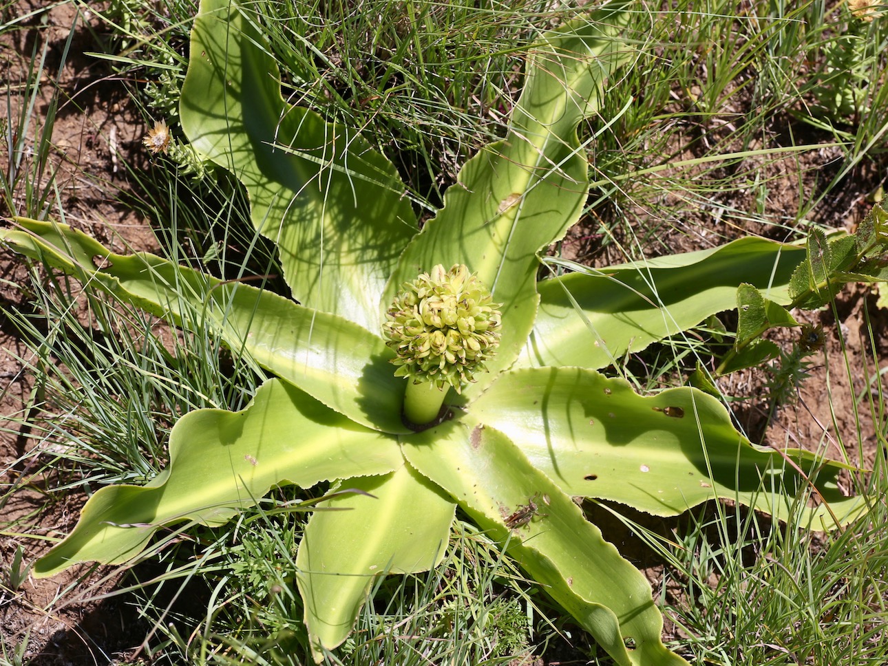 Image of Eucomis autumnalis specimen.