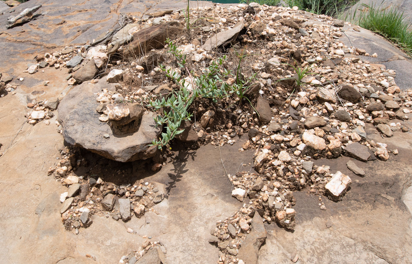 Image of Talinum caffrum specimen.