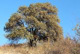 Crataegus pontica