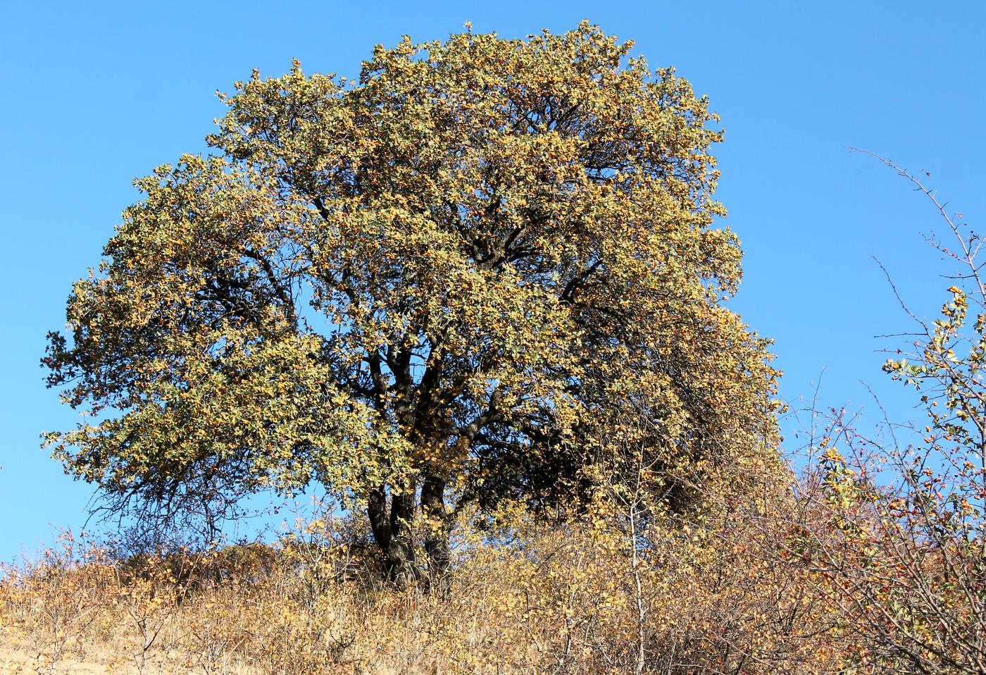 Image of Crataegus pontica specimen.