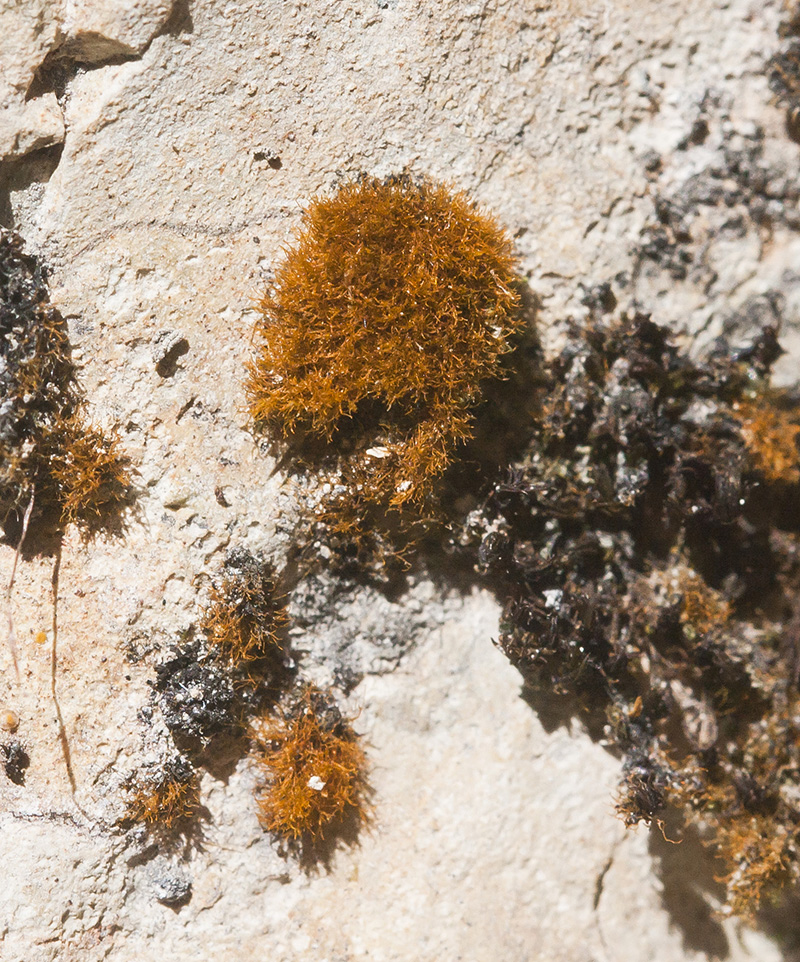 Image of class Bryopsida specimen.