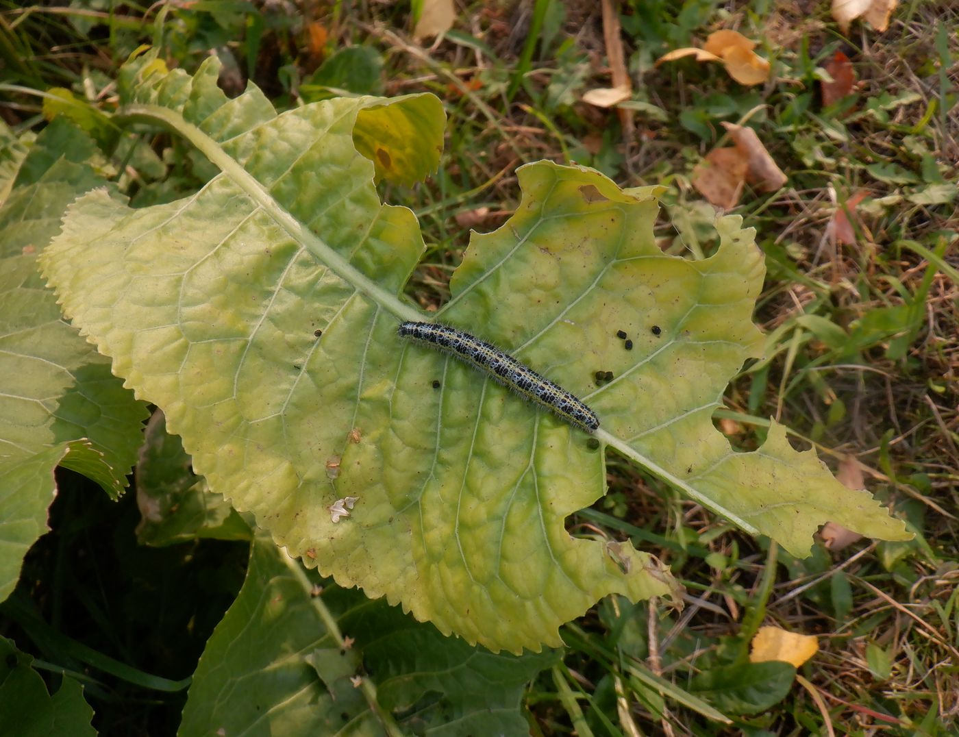 Image of Armoracia rusticana specimen.