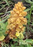 Orobanche colorata