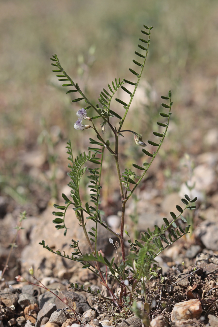 Изображение особи Vicia ervilia.