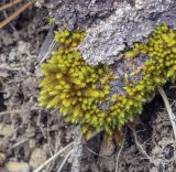 класс Bryopsida. Вегетирующее растение. Пермский край, Лысьвенский р-н, долина р. Чусовая, камень Дужной, кора трухлявого дерева. 02.05.2021.