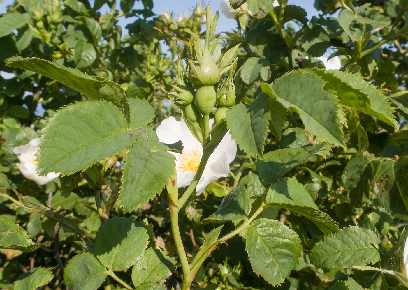 Image of Rosa corymbifera specimen.