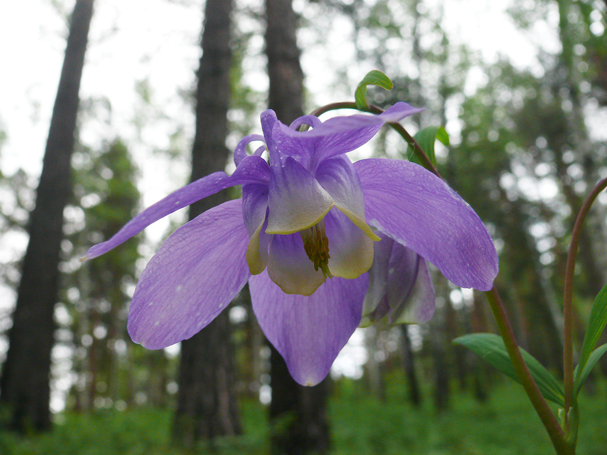 Image of Aquilegia sibirica specimen.