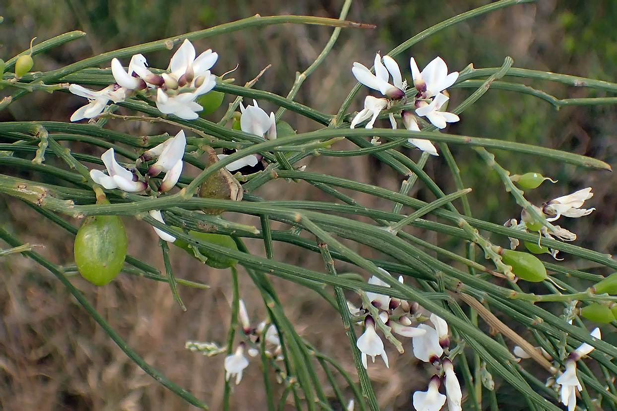 Image of Retama monosperma specimen.