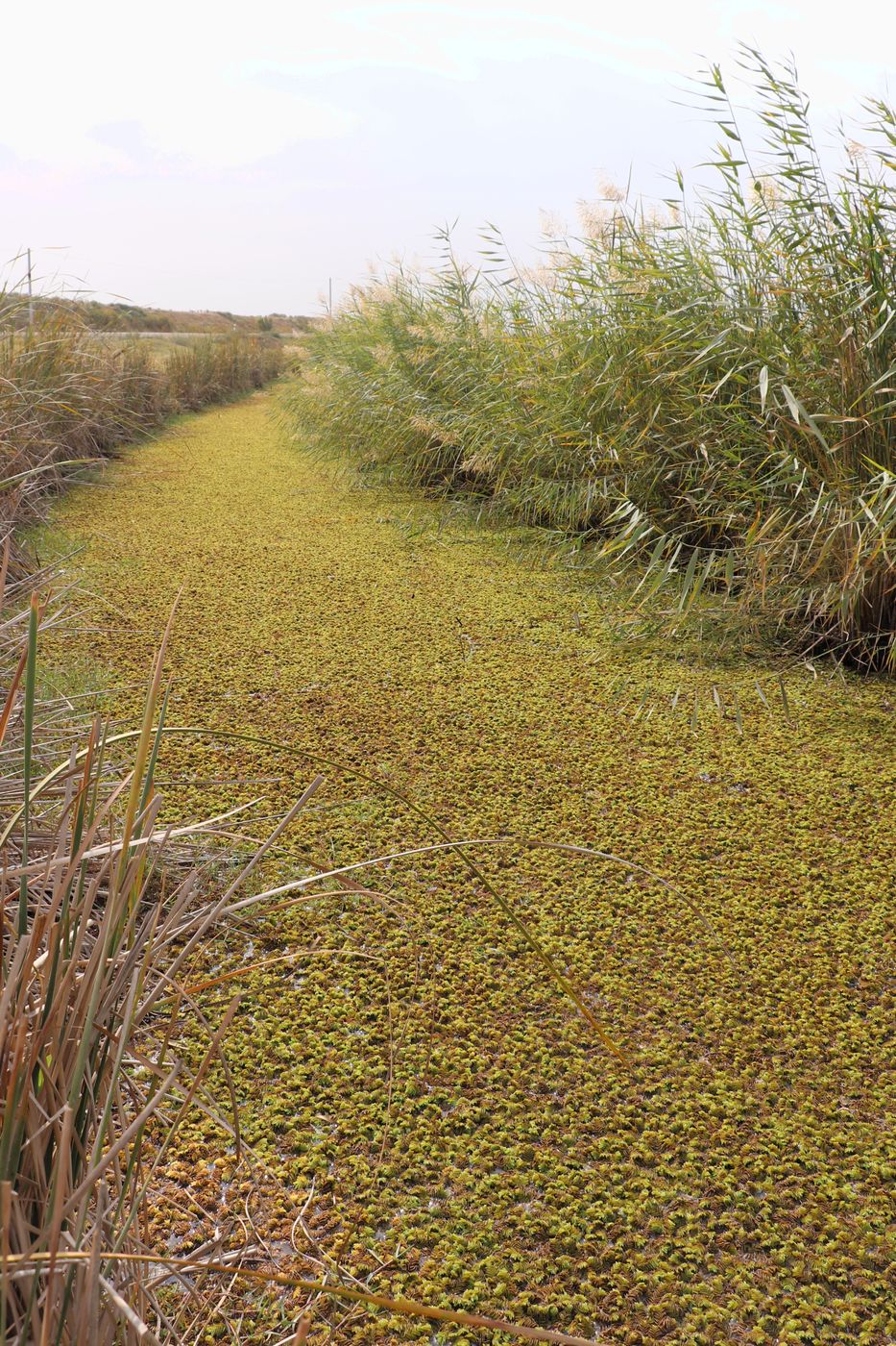 Image of Salvinia natans specimen.