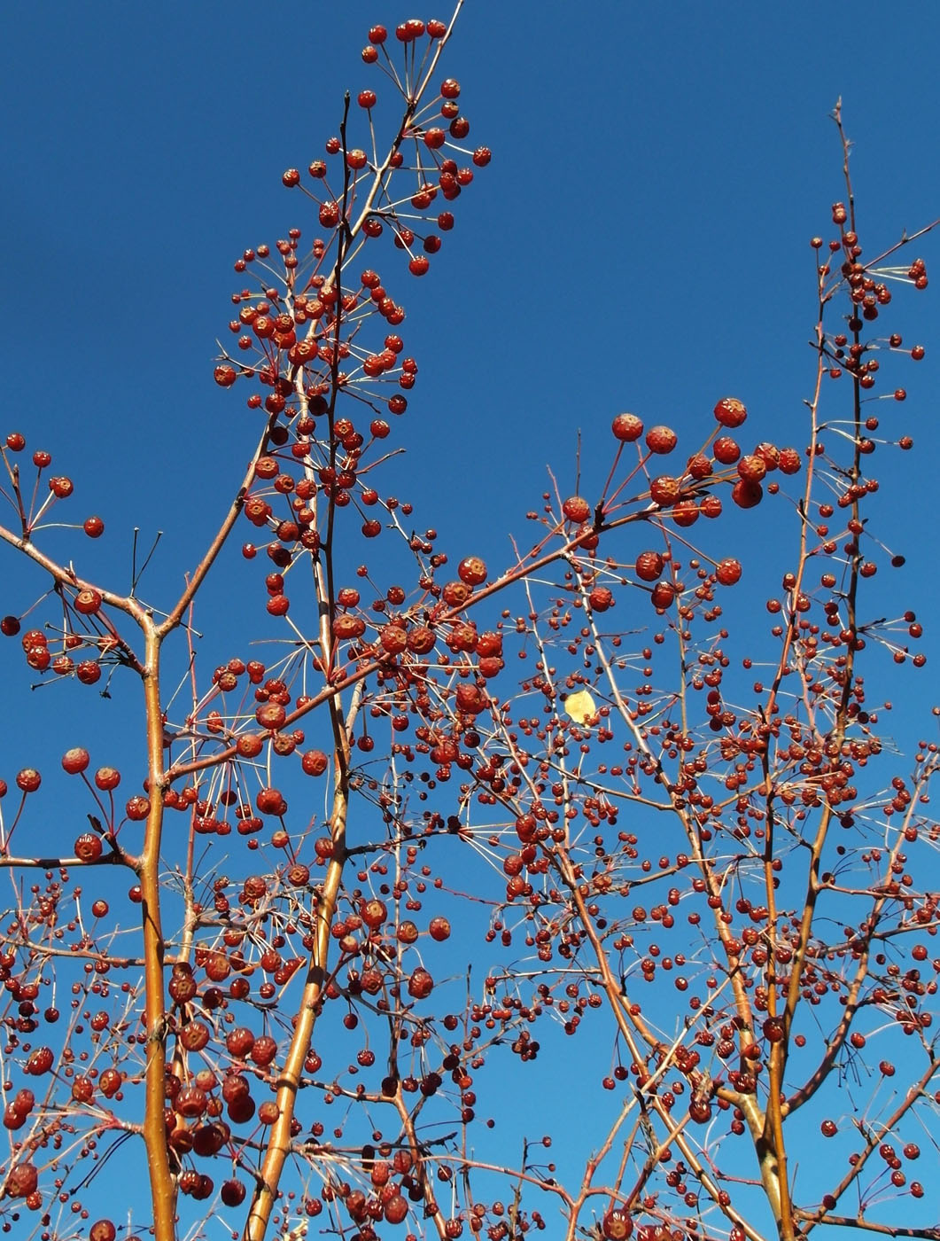 Изображение особи Malus baccata.