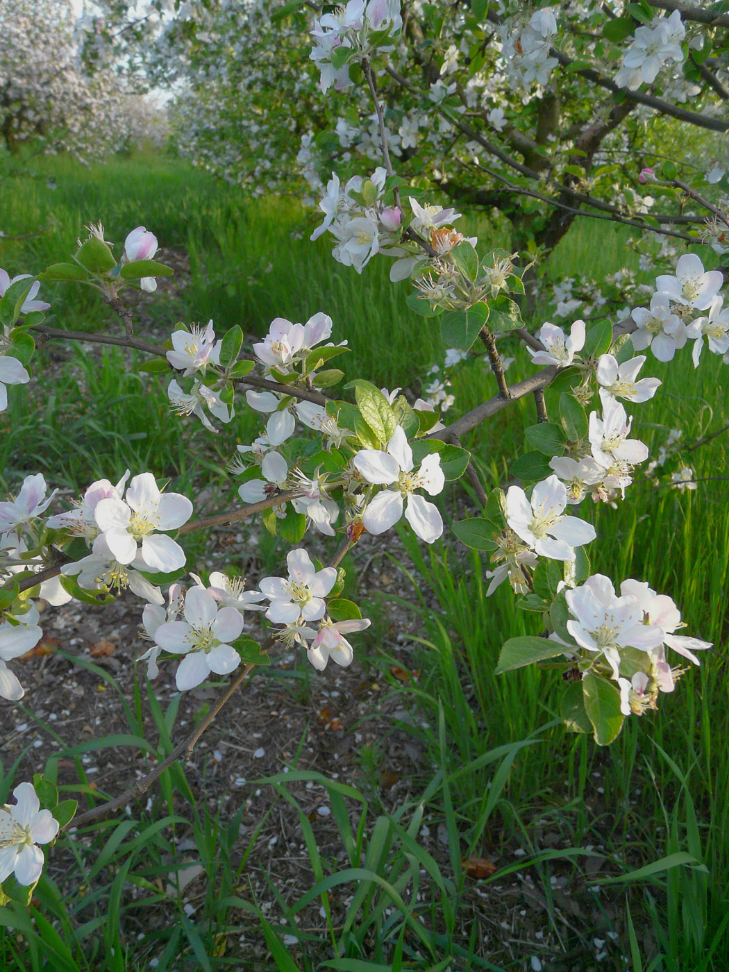 Изображение особи Malus domestica.