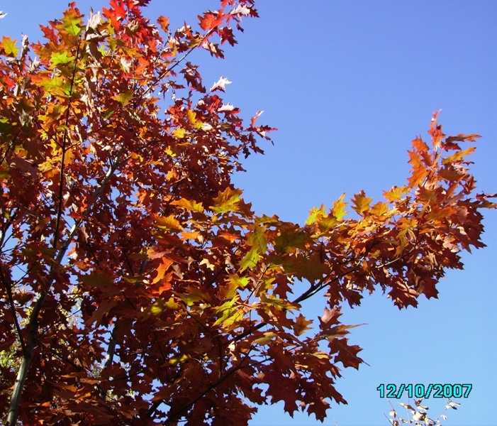 Изображение особи Quercus rubra.