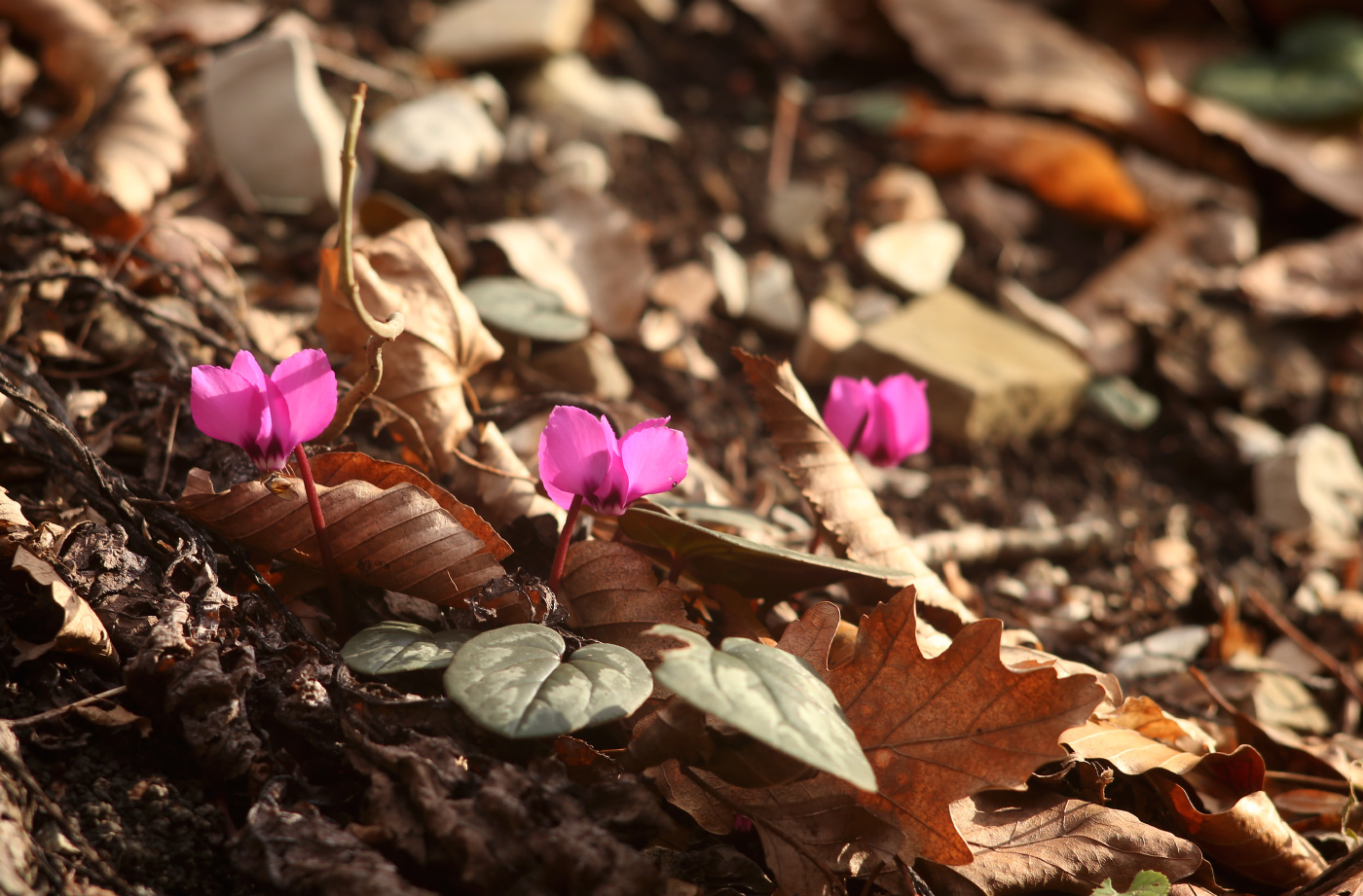 Image of Cyclamen coum specimen.