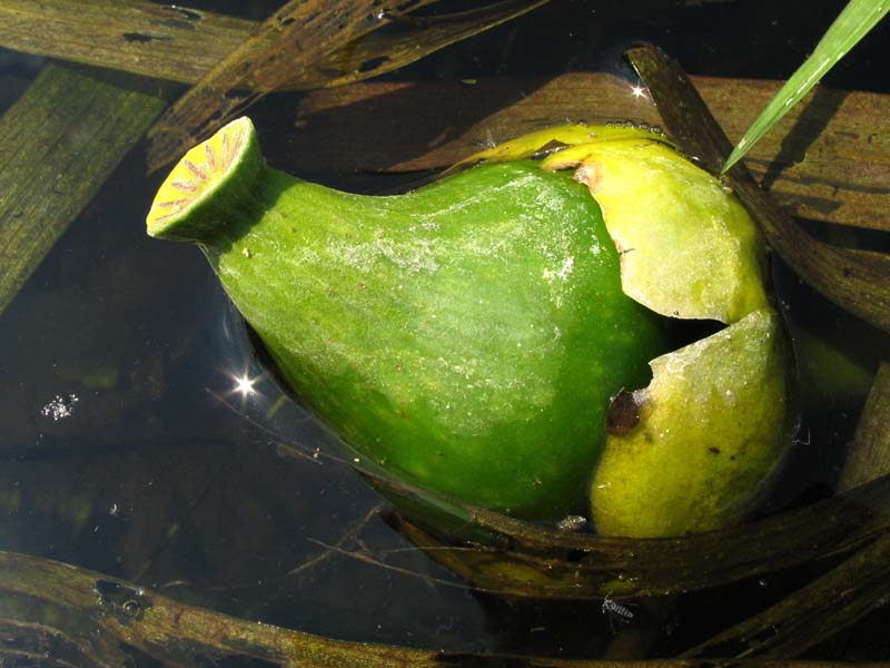 Image of Nuphar lutea specimen.