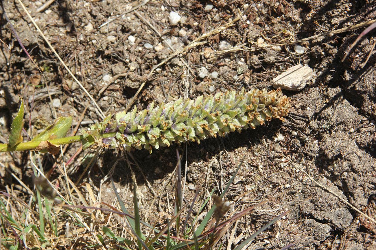 Изображение особи Lagotis integrifolia.