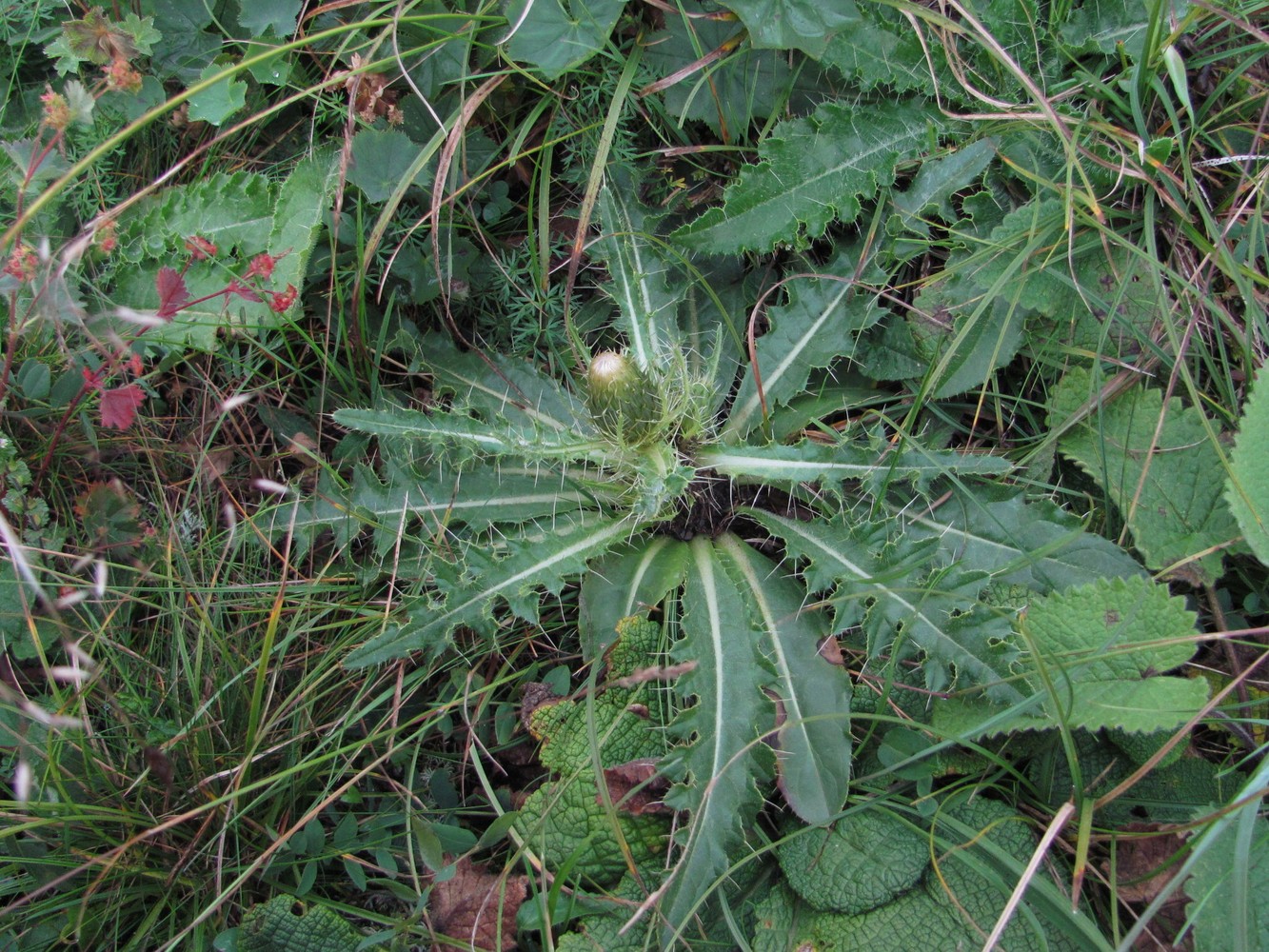 Image of Cirsium rhizocephalum specimen.