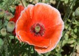 Papaver rhoeas