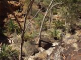 Macrozamia macdonnellii. Вегетирующие растения в сообществе с Corymbia. Австралия, Северные Территории, горная система Западный Макдоннелл (West MacDonnell), национальный парк \"Watarrka \", ур. Kings Canyon, на дне каньона. 30.10.2009.