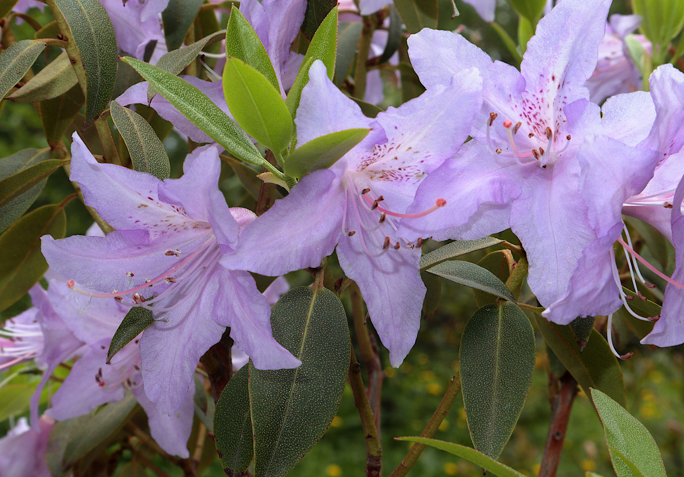 Изображение особи Rhododendron concinnum.