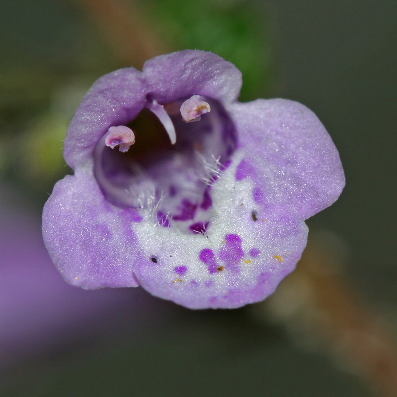 Изображение особи Clinopodium menthifolium.