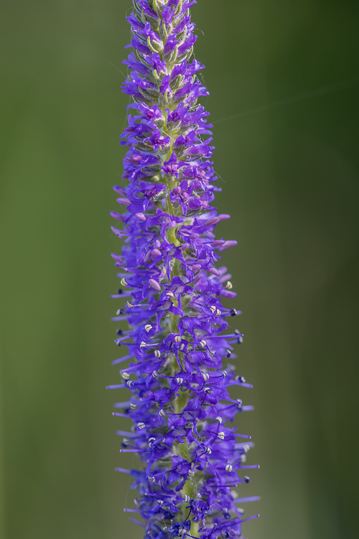 Image of Veronica spicata specimen.