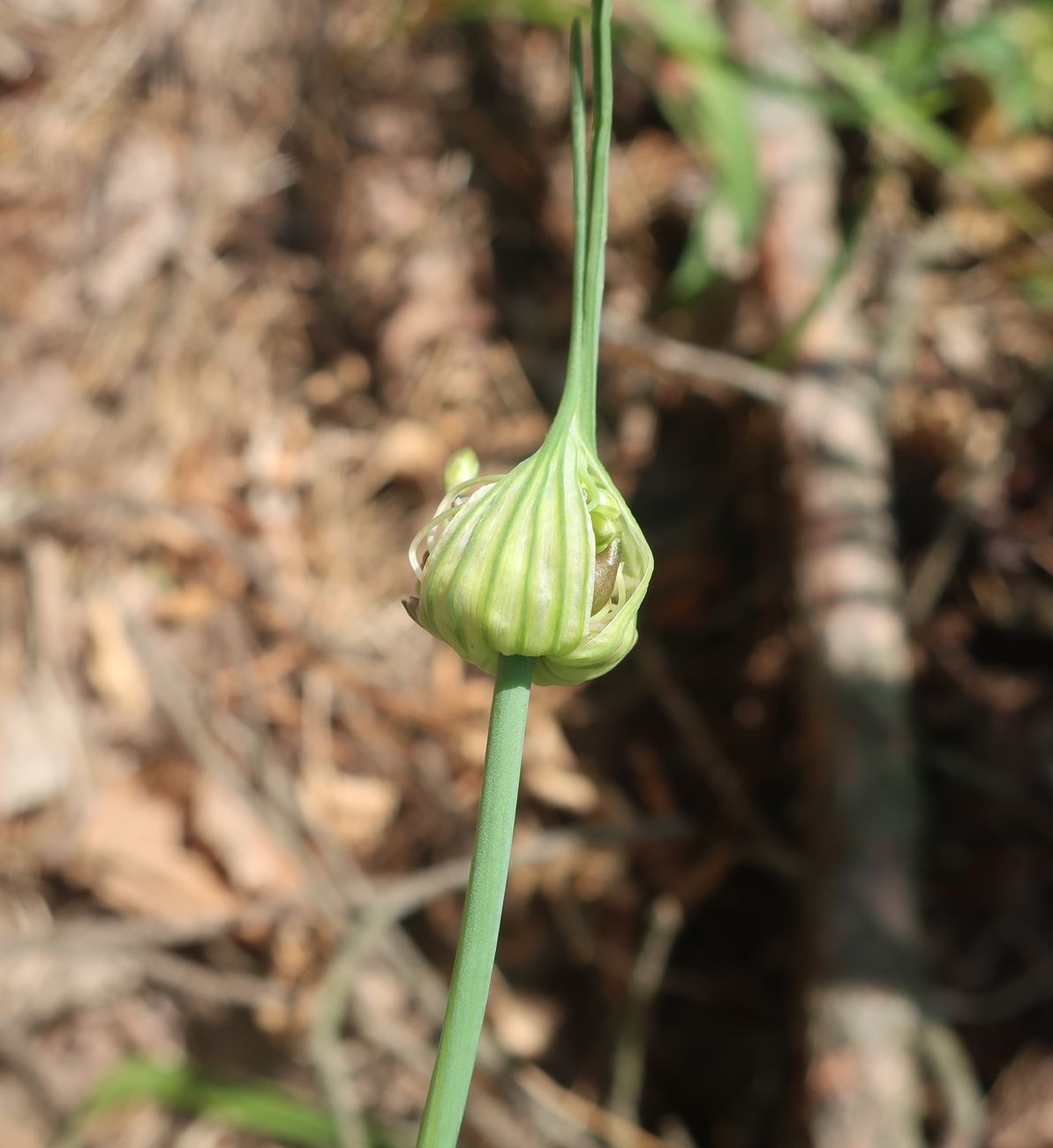 Image of Allium oleraceum specimen.