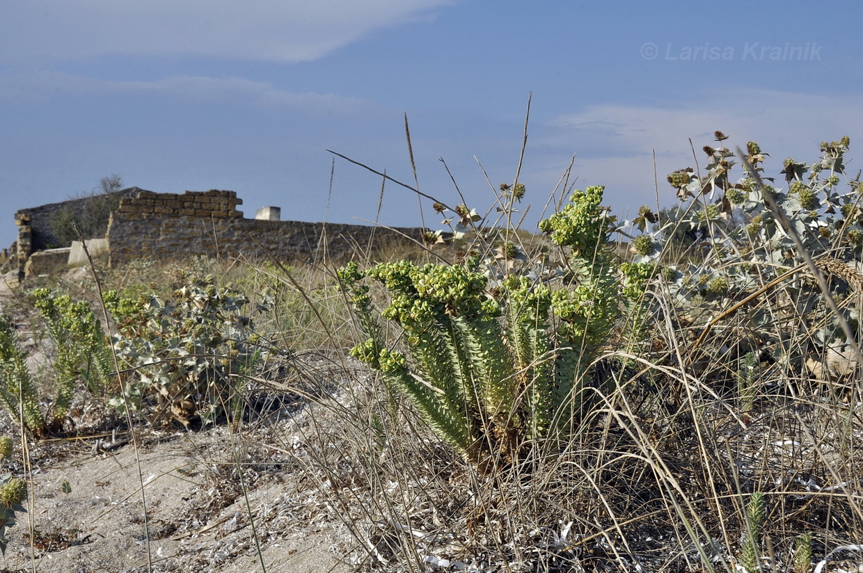 Image of Euphorbia paralias specimen.