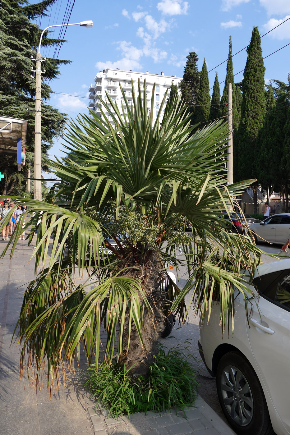 Image of Trachycarpus fortunei specimen.