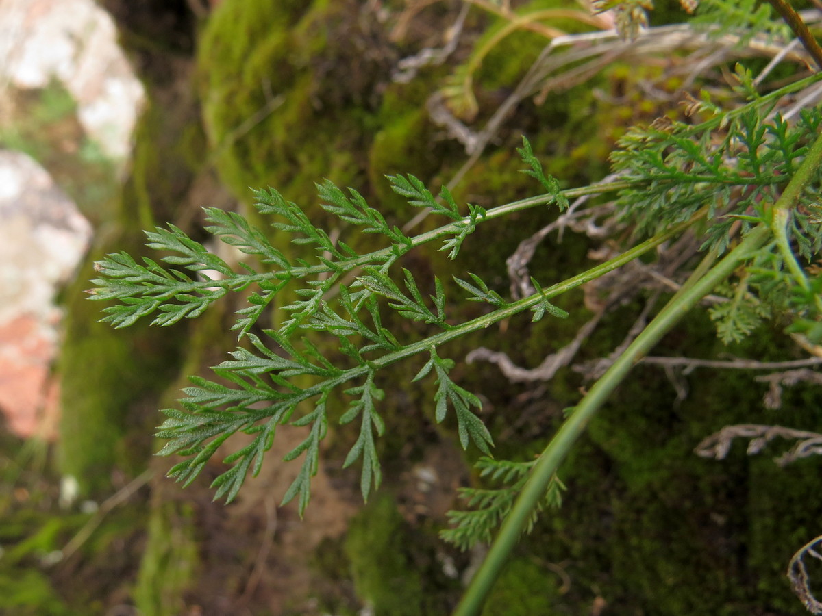 Image of Richteria pyrethroides specimen.