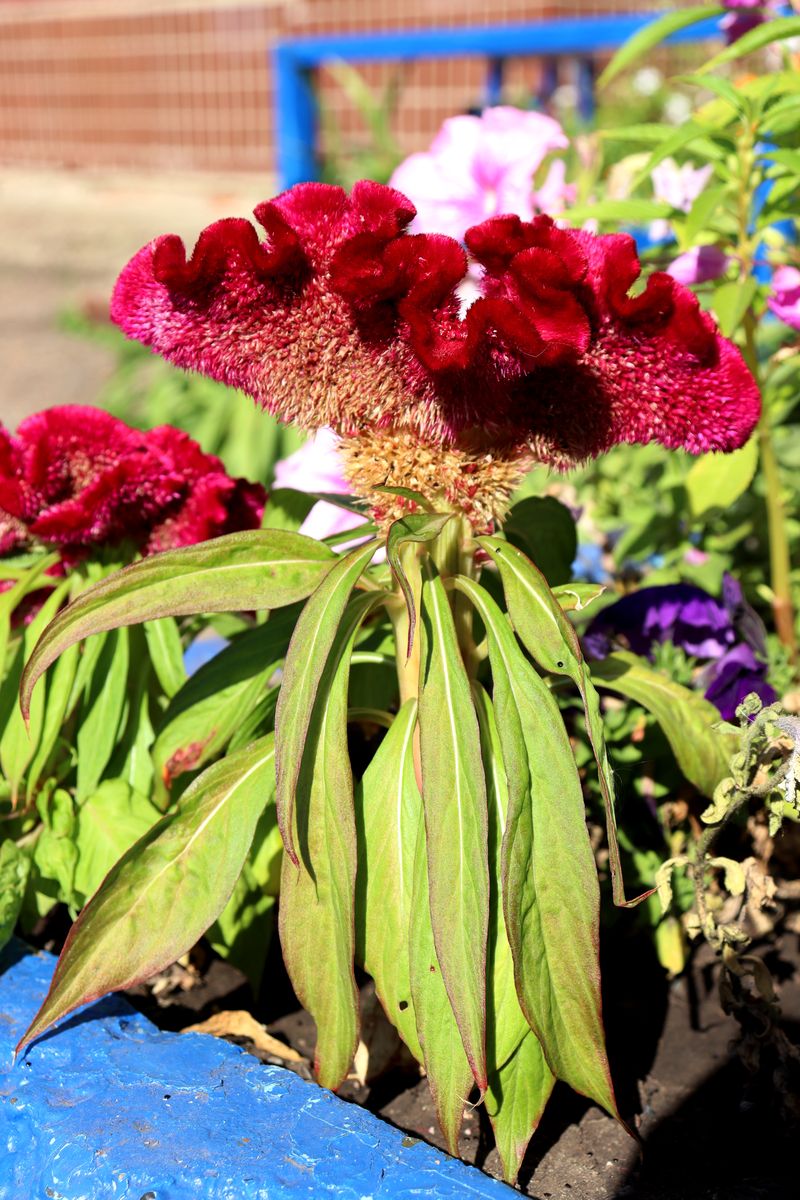 Image of Celosia cristata specimen.