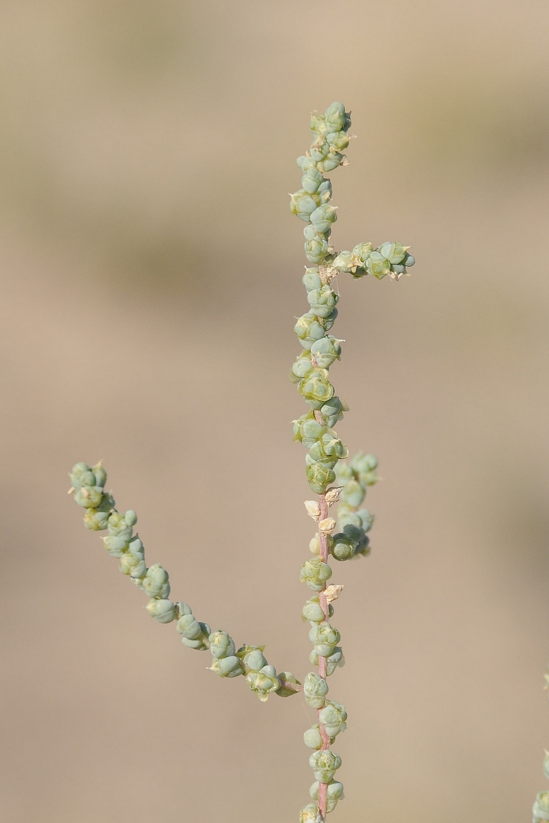 Image of Salsola nitraria specimen.