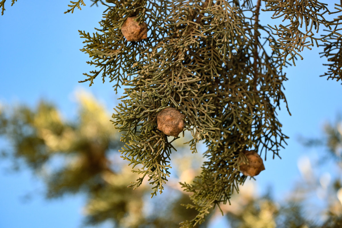 Image of Cupressus sempervirens specimen.