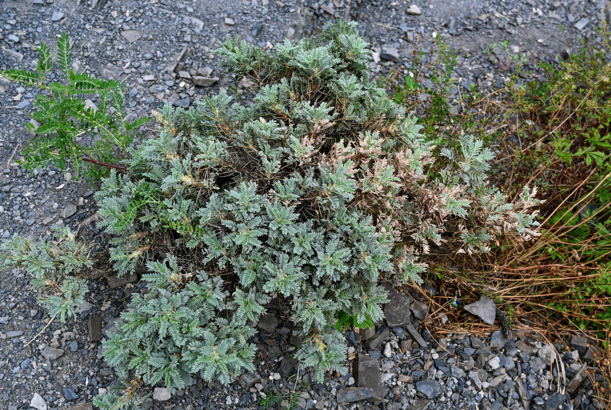 Image of Astragalus denudatus specimen.