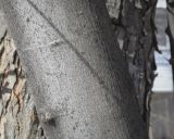 Acer saccharinum. Часть ствола взрослого дерева. Пермский край, г. Пермь, Кировский р-н, озеленение. 16.04.2023.