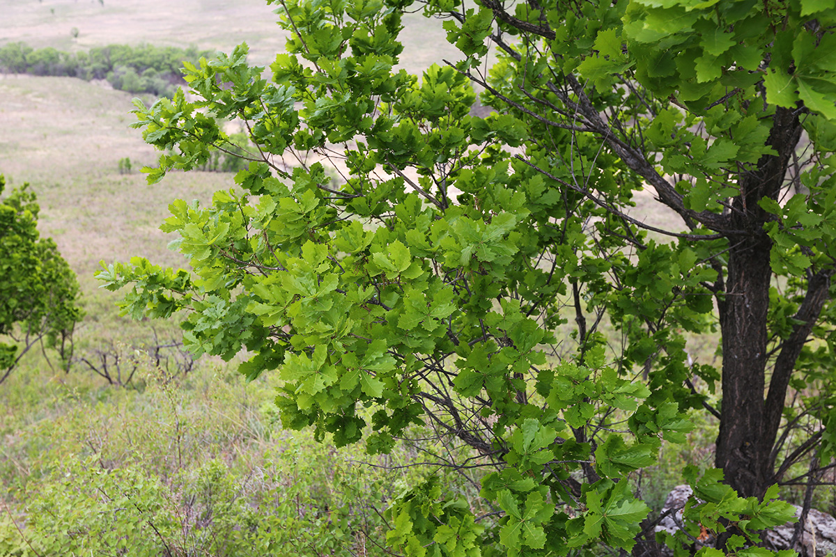 Изображение особи Quercus wutaishanica.