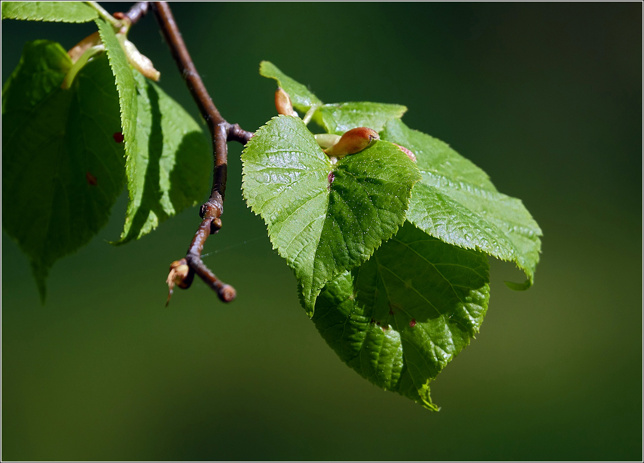 Image of Tilia cordata specimen.