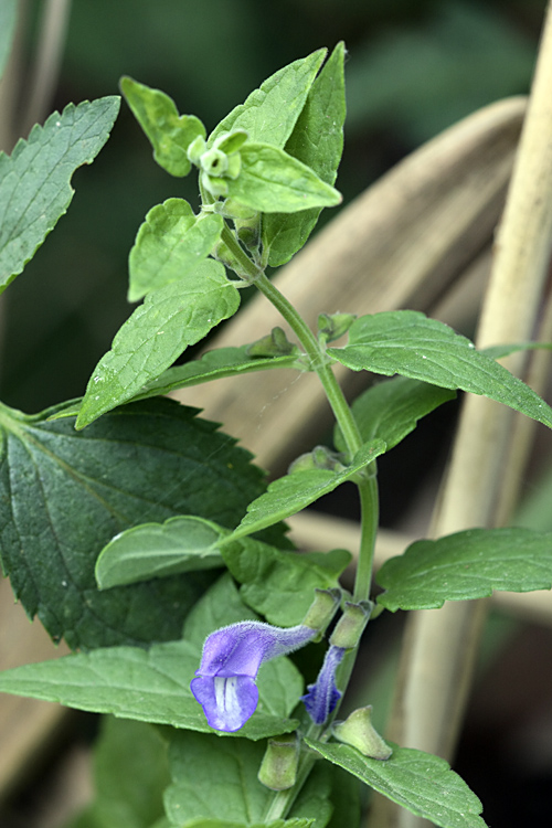 Image of Scutellaria galericulata specimen.