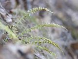 Смотреть изображение Asplenium incisum