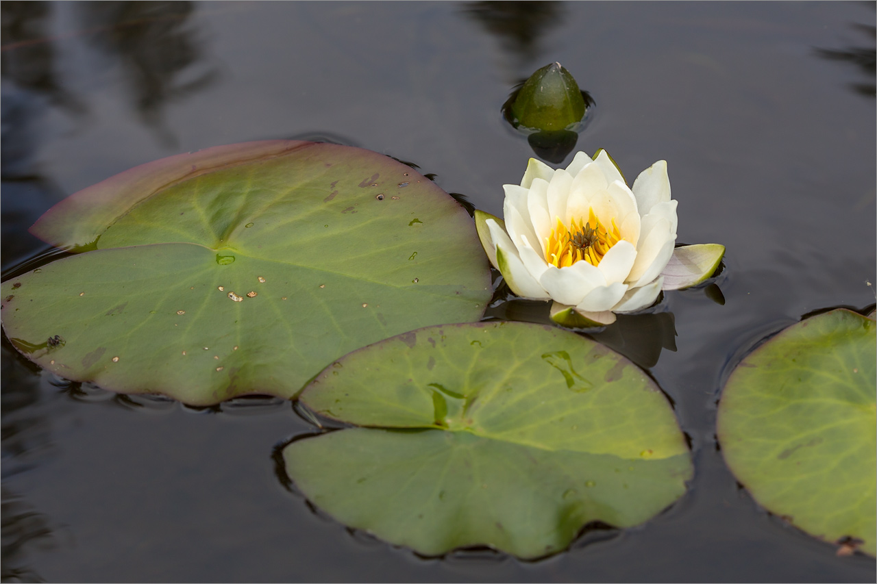 Image of Nymphaea candida specimen.