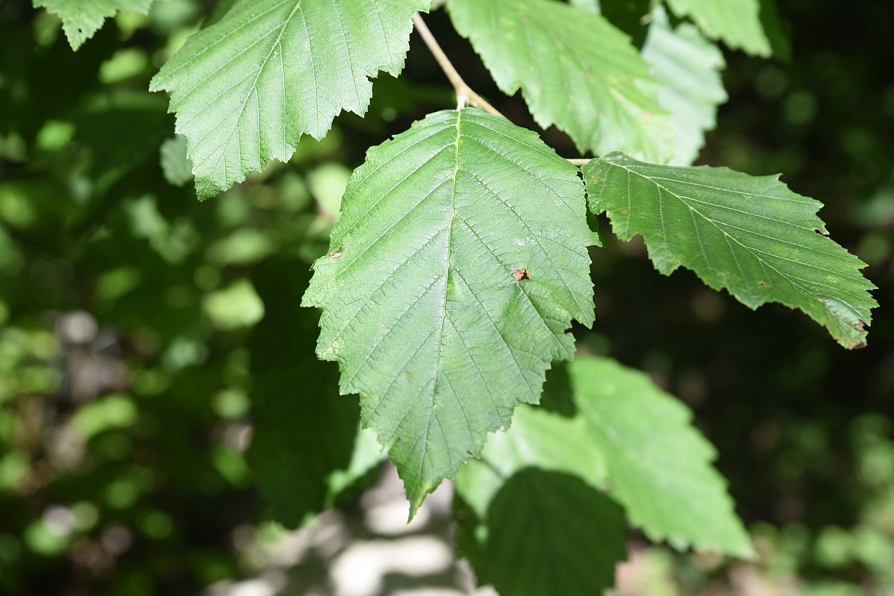 Image of Alnus incana specimen.