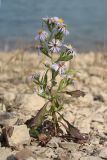 genus Symphyotrichum