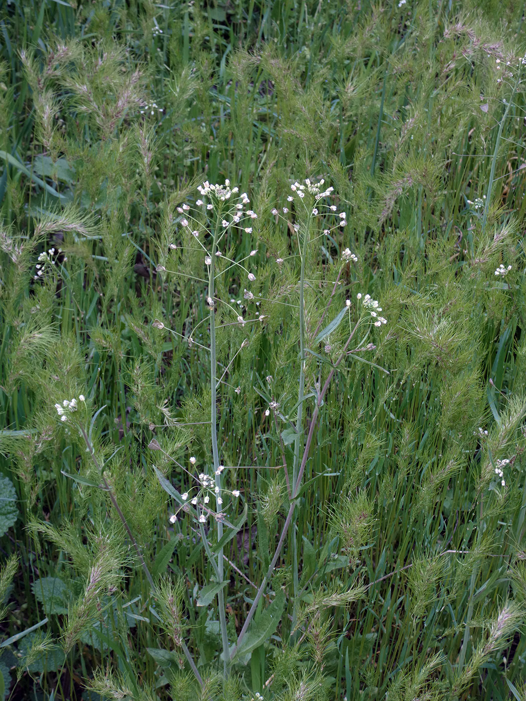 Image of Capsella bursa-pastoris specimen.