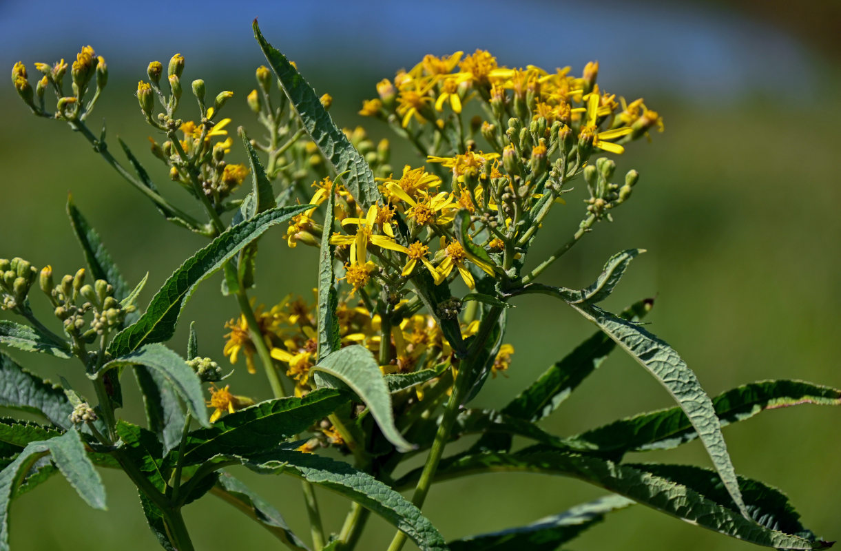 Изображение особи Senecio cannabifolius.