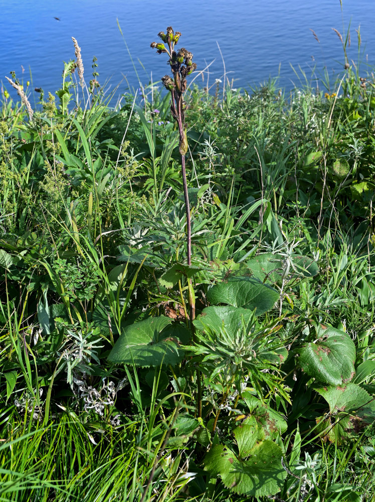 Image of Ligularia hodgsonii specimen.