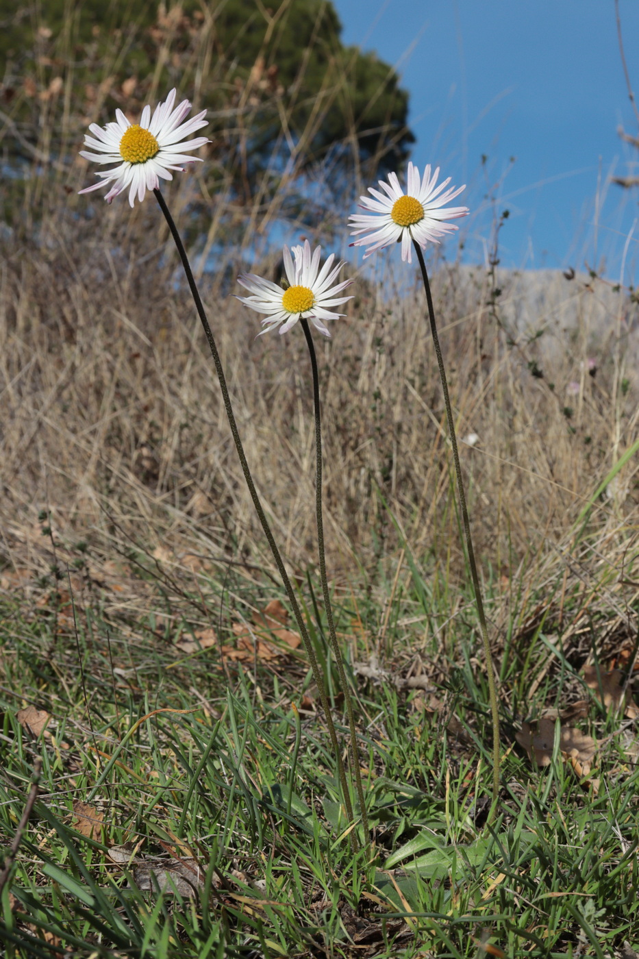 Изображение особи Bellis sylvestris.