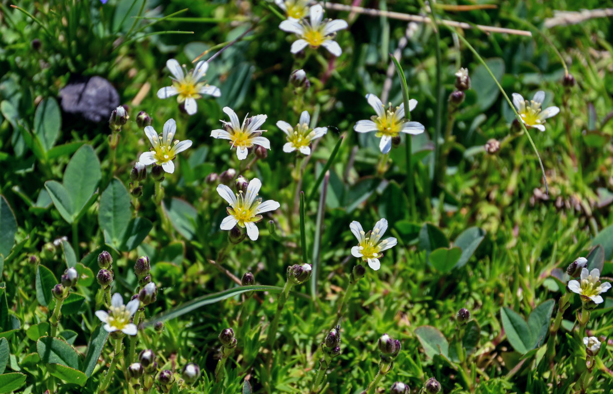 Image of Minuartia aizoides specimen.