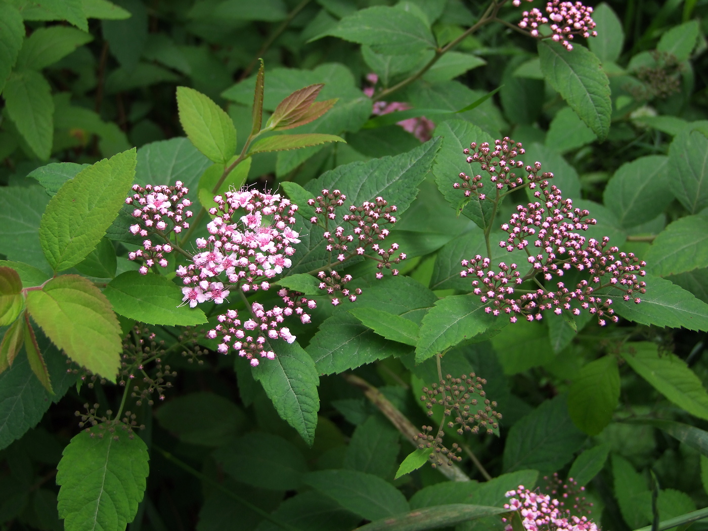 Image of Spiraea japonica specimen.