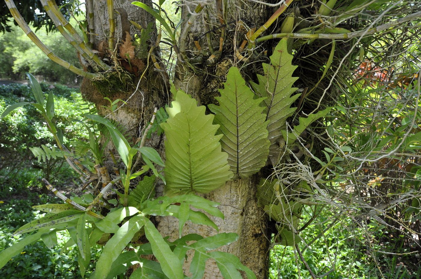 Image of Drynaria quercifolia specimen.