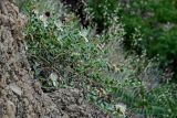 Capparis herbacea. Цветущее растение. Грузия, г. Тбилиси, на скале. 10.06.2023.